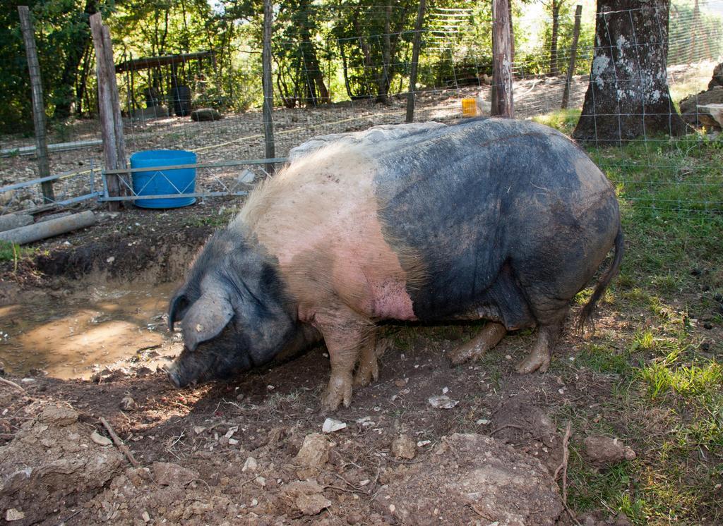 バルベリーノ・ディ・ムジェッロ Agriturismo Massoserpenteヴィラ エクステリア 写真